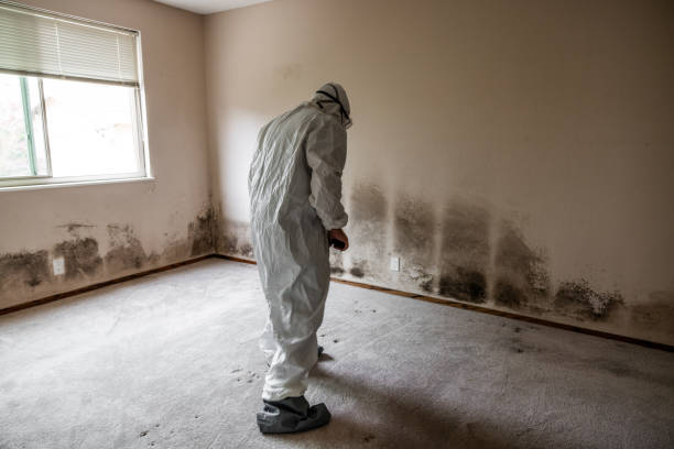  Crandall, TX Mold Removal Pros